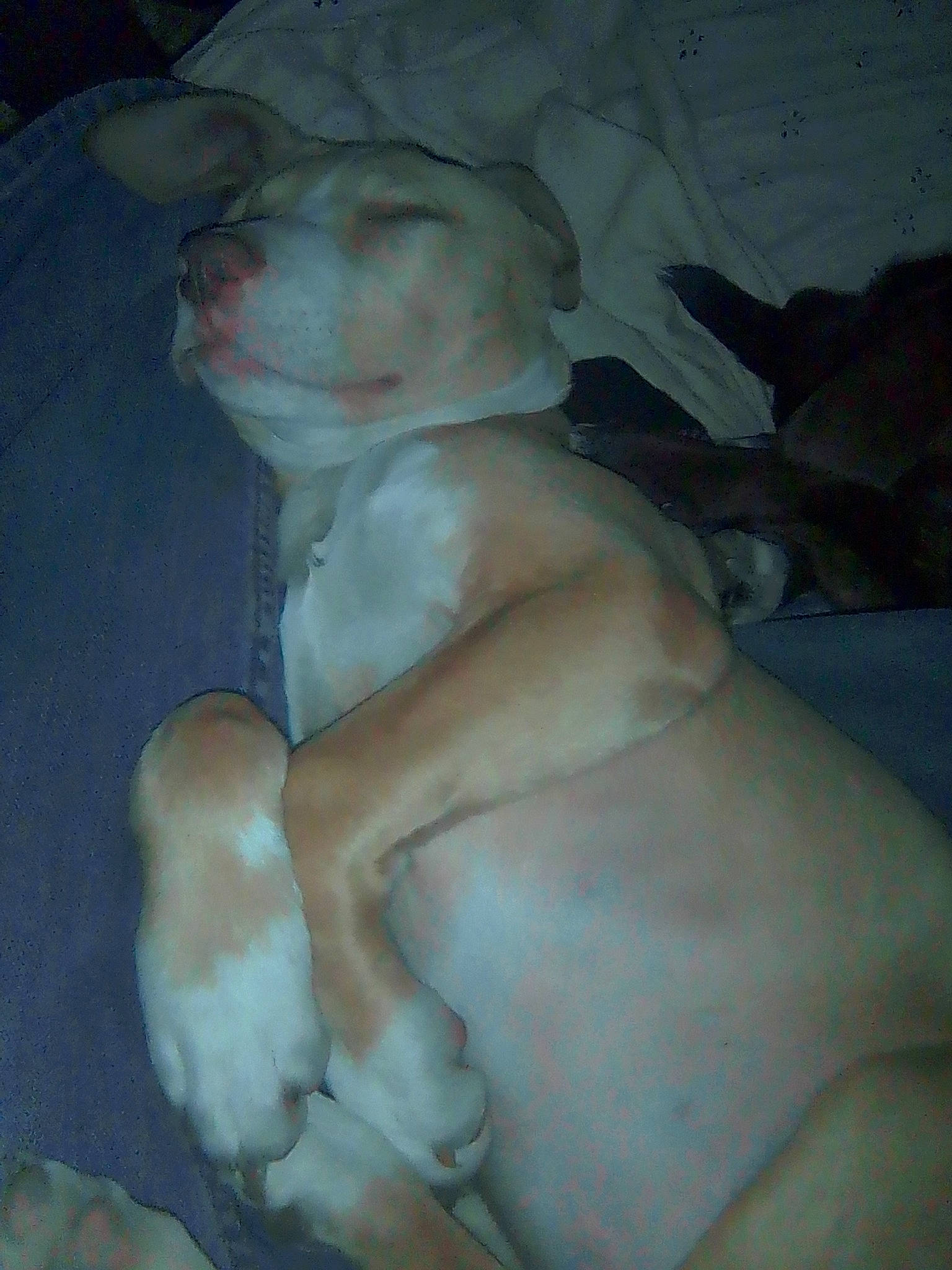 Butterscotch is registered to the contest to win money with this photo: abdomen, art, barechested, carving, chest, classical_sculpture, comfort, flesh, foot, fur, human_leg, jaw, plaster, room, sculpture, sitting, statue, toy, trunk, visual_arts