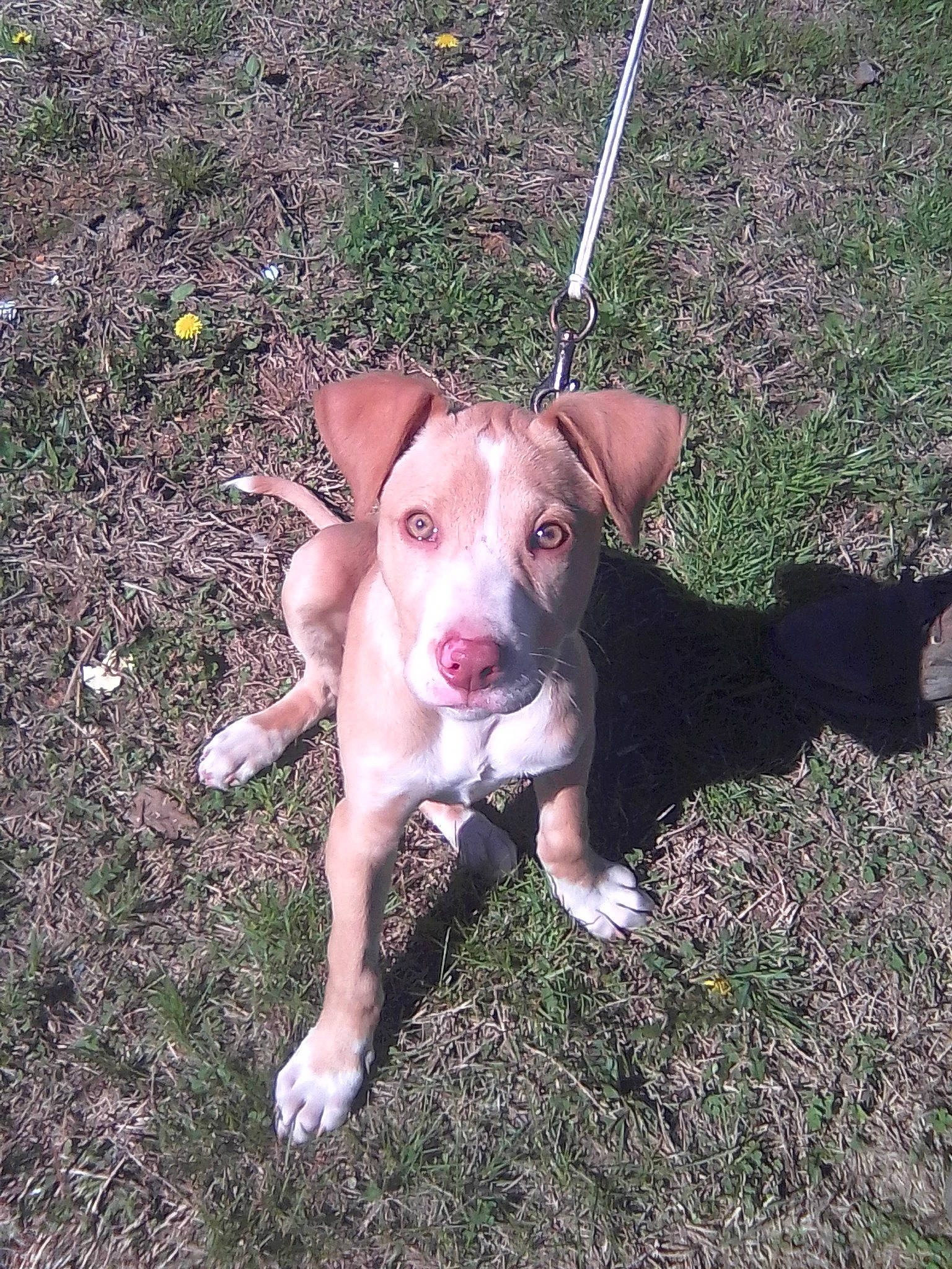 Butterscotch joined the competition — help win amazing prizes! canidae, carnivore, collar, companion_dog, dog, dog_breed, dog_collar, fawn, grass, hunting_dog, non_sporting_group, plant, snout, sporting_group, tail, terrestrial_animal, working_animal