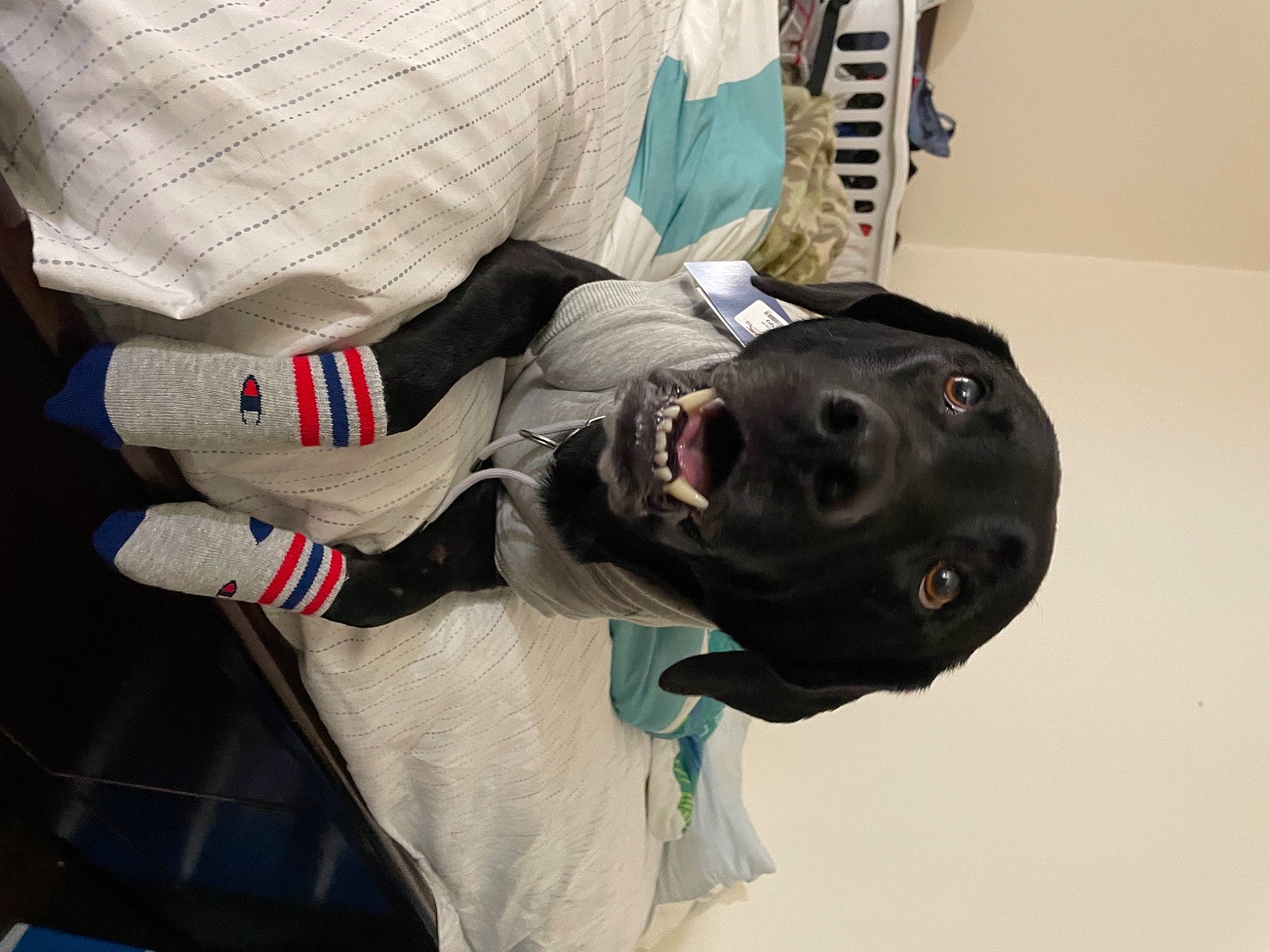 Milo is registered to the contest to win money with this photo: canidae, carmine, dog, dog_breed, elbow, fur, guard_dog, helmet, personal_protective_equipment, sleeve, sporting_group