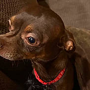 Milo joined the competition — help win amazing prizes! dog, puppy, brown_dog, pet, canine, animal, face, eyes, wide_eyed, collar, red_collar, couch, indoor, home, portrait, closeup, sitting, short_hair, cute, cozy