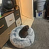 Milo is registered to the contest to win money with this photo: dog, small_dog, brown_dog, pet, animal, curled_up, dog_bed, shaggy_bed, indoors, home, floor, tile_floor, carpet, dresser, drawers, fan, storage_bins, laundry_room, portrait, resting