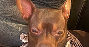 Milo is registered to the contest to win money with this photo: dog, brown_dog, pet, animal, portrait, close_up, sleepy, eyes_closed, bandana, patterned_clothing, car, car_interior, seated_person, human, casual_clothing, large_ears, short_fur, indoor, cozy, funny_pose