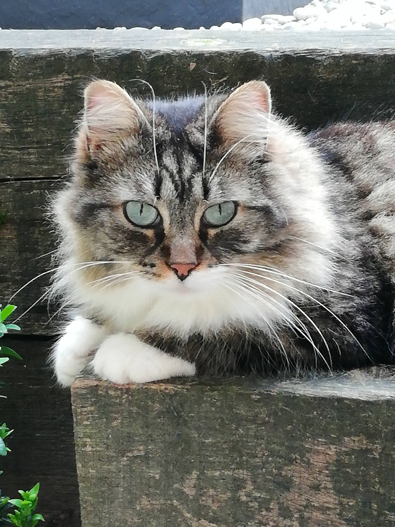 Moka participe au concours pour gagner de l'argent avec cette photo : aegean_cat, british_semi_longhair, carnivore, cat, domestic_long_haired_cat, domestic_short_haired_cat, european_shorthair, eye, felidae, fur, kitten, mammal, norwegian_forest_cat, polydactyl_cat, siberian, small_to_medium_sized_cats, snout, tabby_cat, whiskers, wild_cat