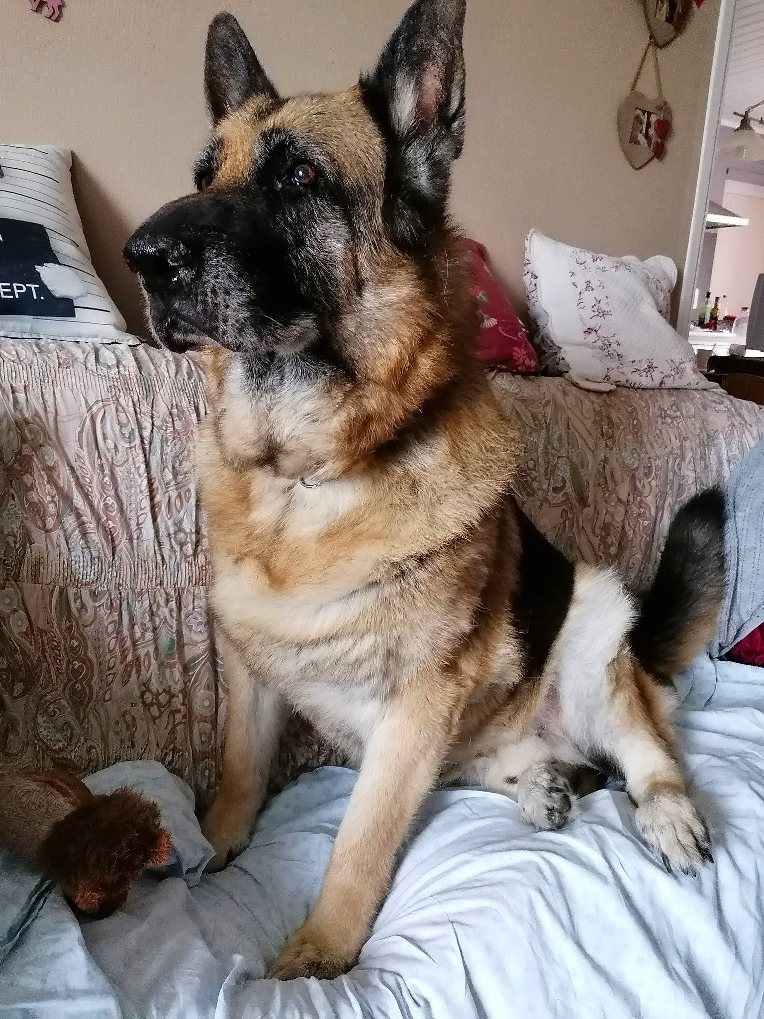 Falko a rejoint le concours — aidez-le/la à gagner de superbes lots ! canidae, carnivore, comfort, companion_dog, dog, dog_breed, east_european_shepherd, fawn, fur, german_shepherd_dog, guard_dog, herding_dog, king_shepherd, old_german_shepherd_dog, paw, snout, sporting_group, whiskers, working_animal, working_dog