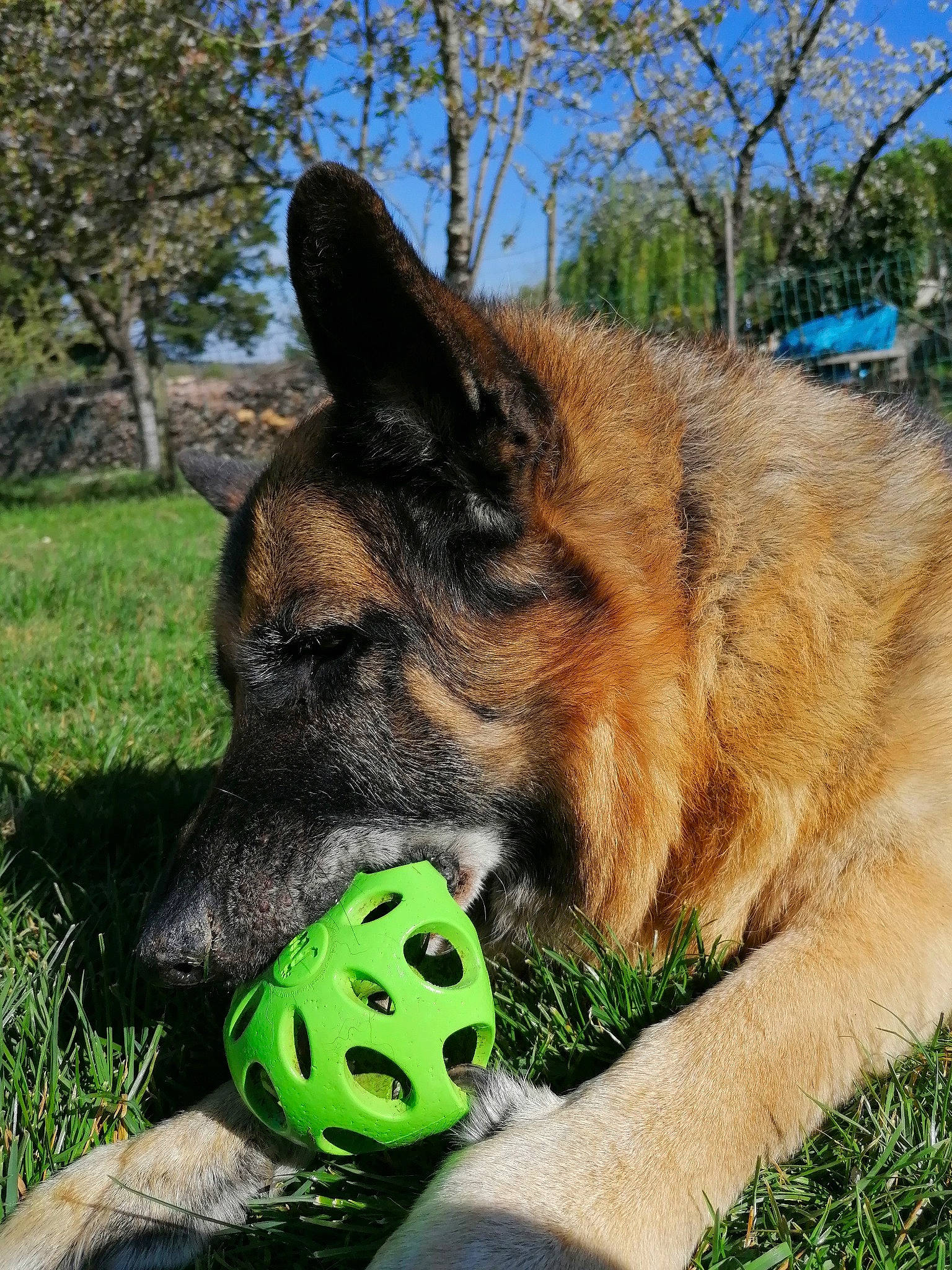 Falko participe au concours pour gagner de l'argent avec cette photo : canidae, carnivore, companion_dog, dog, dog_breed, fawn, foot, german_shepherd_dog, grass, herding_dog, plant, sky, snout, sporting_group, sports_equipment, terrestrial_animal, tree, whiskers, wildlife, working_dog