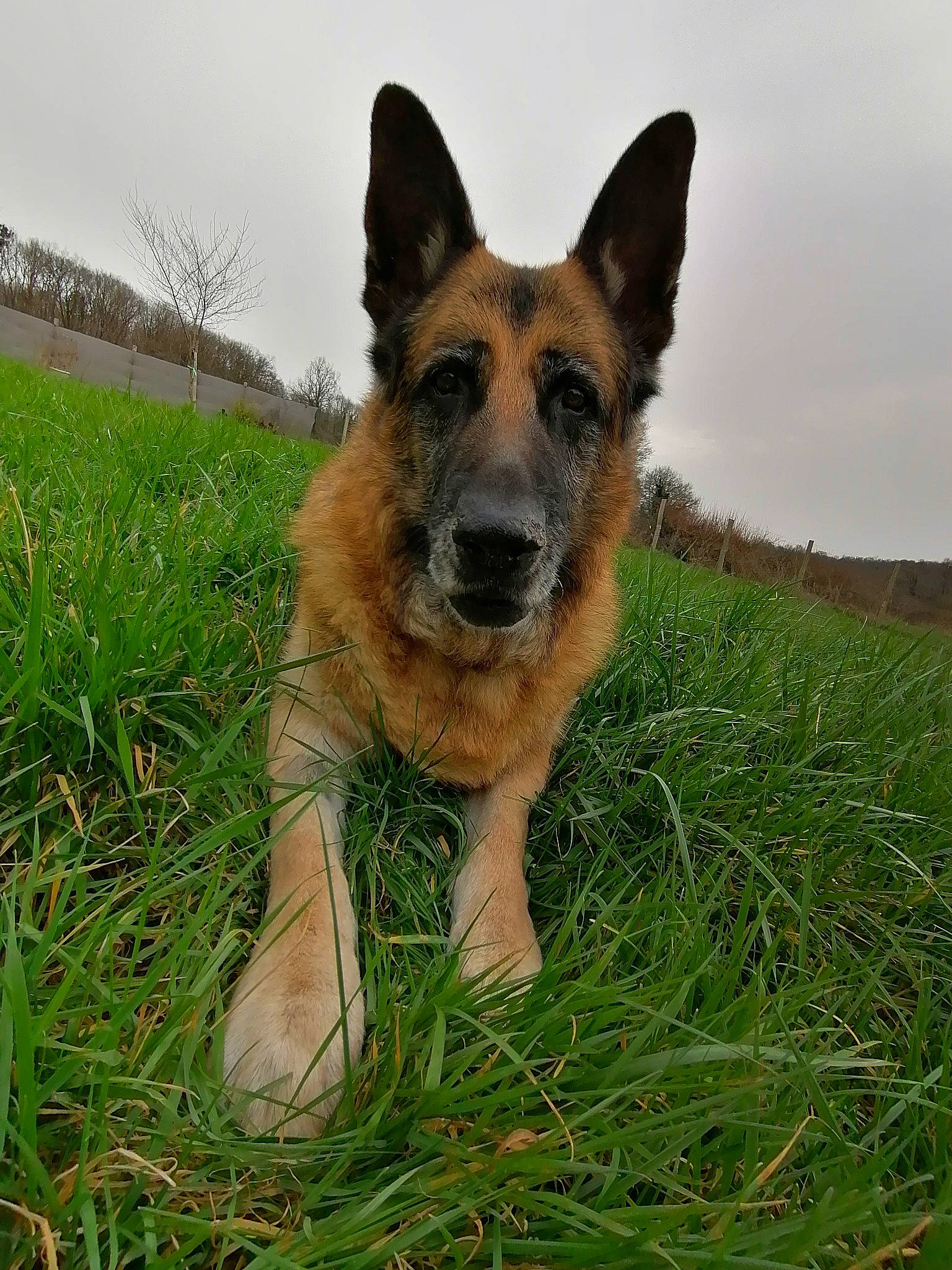 Falko a rejoint le concours — aidez-le/la à gagner de superbes lots ! canidae, carnivore, companion_dog, dog, dog_breed, fawn, german_shepherd_dog, grass, herding_dog, plant, sky, snout, sporting_group, terrestrial_animal, whiskers, working_animal, working_dog