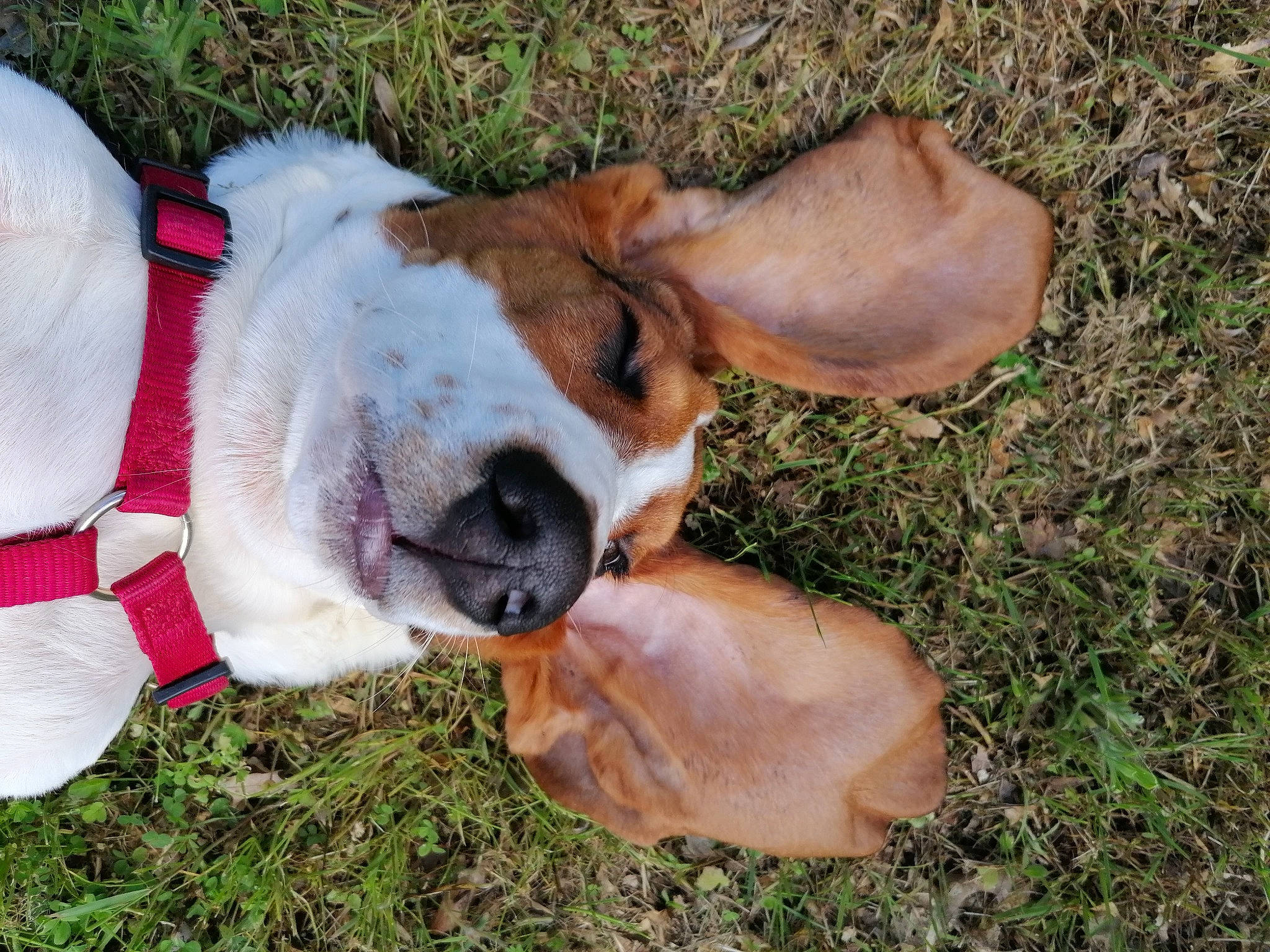 Tarzan a rejoint le concours — aidez-le/la à gagner de superbes lots ! canidae, carnivore, collar, companion_dog, dog, dog_breed, dog_collar, fawn, fur, grass, human_leg, liver, livestock, plant, snout, sporting_group, tail, terrestrial_animal, whiskers, working_animal