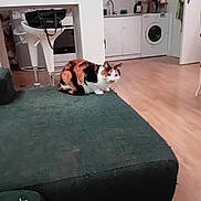 Mookie a rejoint le concours — aidez-le/la à gagner de superbes lots ! appliance, bag, cabinet, calico_cat, calm, cat, couch, cozy, curious, domestic, floor, furniture, home_interior, indoor, kitchen, living_room, pet, stool, washing_machine, wooden_floor