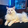cat, white_cat, fluffy, long_hair, heterochromia, blue_eye, amber_eye, indoor, pet, animal, relaxed, lying_down, feline, close_up, portrait, soft_light, dark_background, cozy, cute, mystical