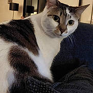 Tisha participe au concours pour gagner de l'argent avec cette photo : abyssinian, angora, animal, architecture, blanket, building, cat, couch, cushion, document, egyptiancat, furniture, homedecor, indoors, interiordesign, kitten, manx, pet, receipt, text