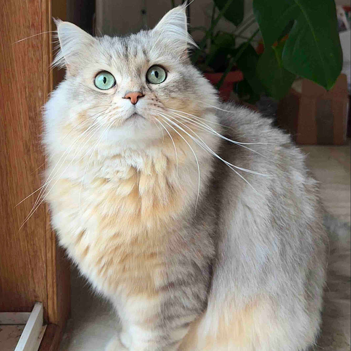 Robynn participe au concours pour gagner de l'argent avec cette photo : abyssinian, angora, animal, cat, flower, kitten, manx, pet, plant, siamese, wood