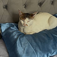 Mittens is registered to the contest to win money with this photo: cat, sleeping, pillow, bed, headboard, indoor, tabby, white_fur, cozy, resting, feline, cute, pet, home, soft, comfort, relaxed, animal, fur, domestic