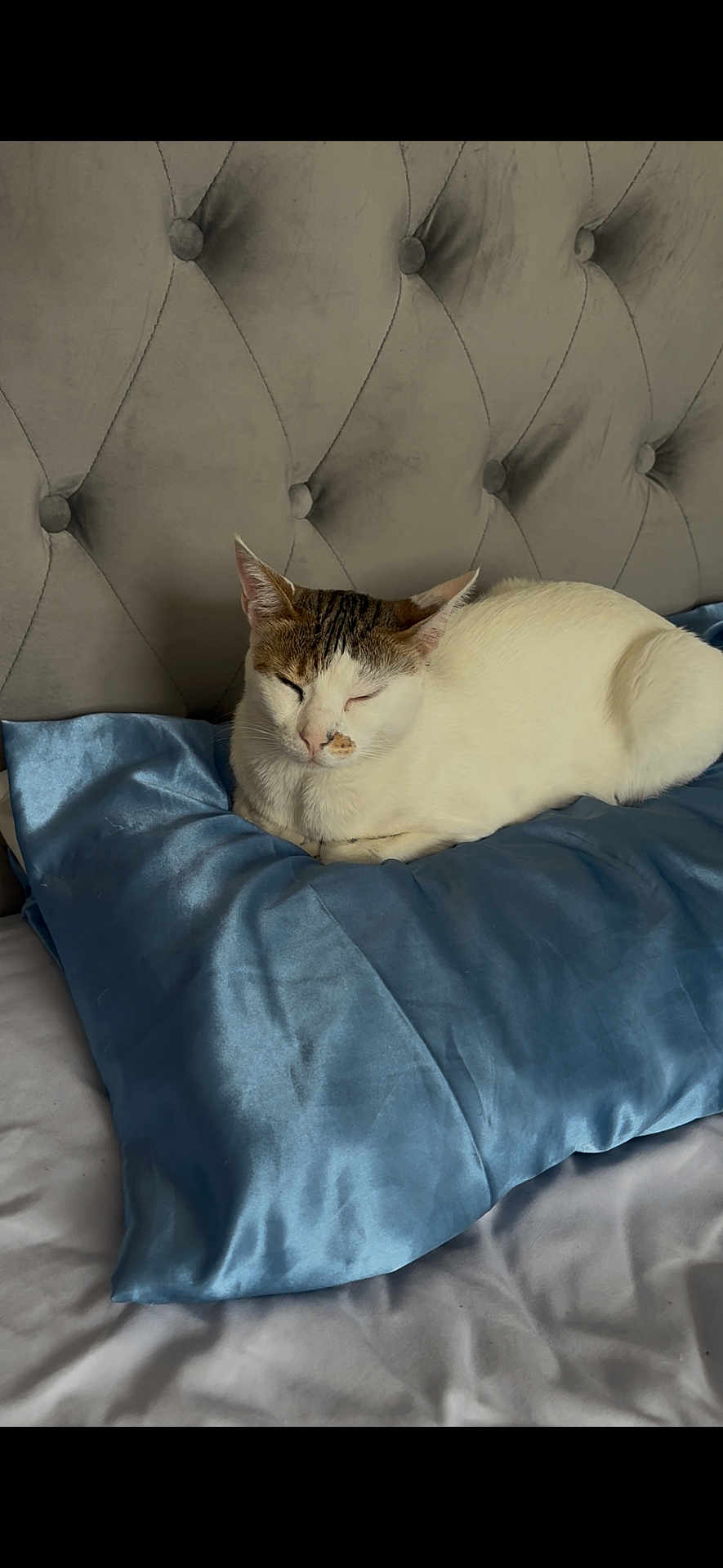 Mittens