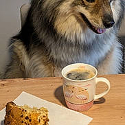 Shippy a rejoint le concours — aidez-le/la à gagner de superbes lots ! animal, beverage, bread, brown, chocolate_chip, closeup, coffee, cup, curious, dog, fluffy, food, fur, indoor, mug, napkin, pet, snack, table, wooden