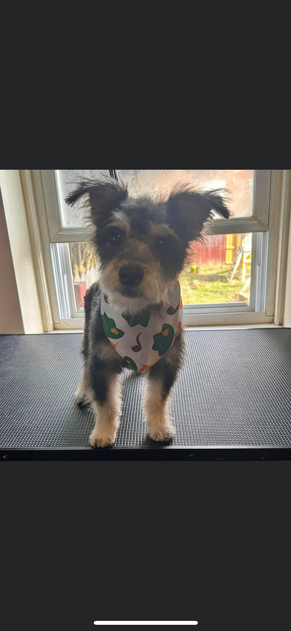 Boscoe joined the competition — help win amazing prizes! canidae, carnivore, collar, companion_dog, dog, dog_breed, dog_clothes, dog_collar, dog_supply, fawn, fur, pet_supply, small_terrier, snout, sporting_group, tail, terrier, toy_dog, window, working_animal