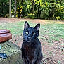 black_cat, cat, animal, outdoor, forest, bench, wood, green_eyes, nature, sunlight, tree, wildlife, pet, sitting, fur, mammal, daylight, park, cute, alert