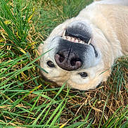 Orage participe au concours pour gagner de l'argent avec cette photo : dog, grass, smile, teeth, outdoor, playful, canine, nature, animal, closeup, nose, fur, happy, pet, lying_down, greenery, tongue_out, summer, relaxed, cute