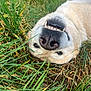 dog, grass, smile, teeth, outdoor, playful, canine, nature, animal, closeup, nose, fur, happy, pet, lying_down, greenery, tongue_out, summer, relaxed, cute