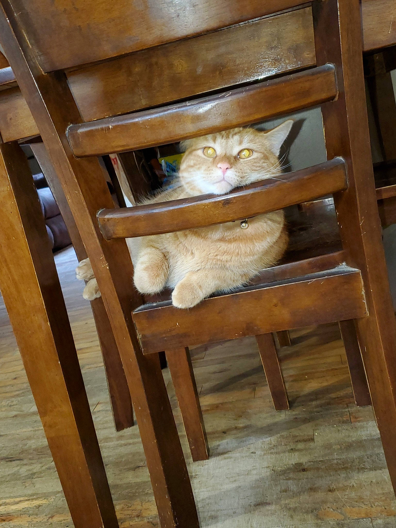 Jasper joined the competition — help win amazing prizes! cat, fawn, felidae, furniture, hardwood, plywood, small_to_medium_sized_cats, wood