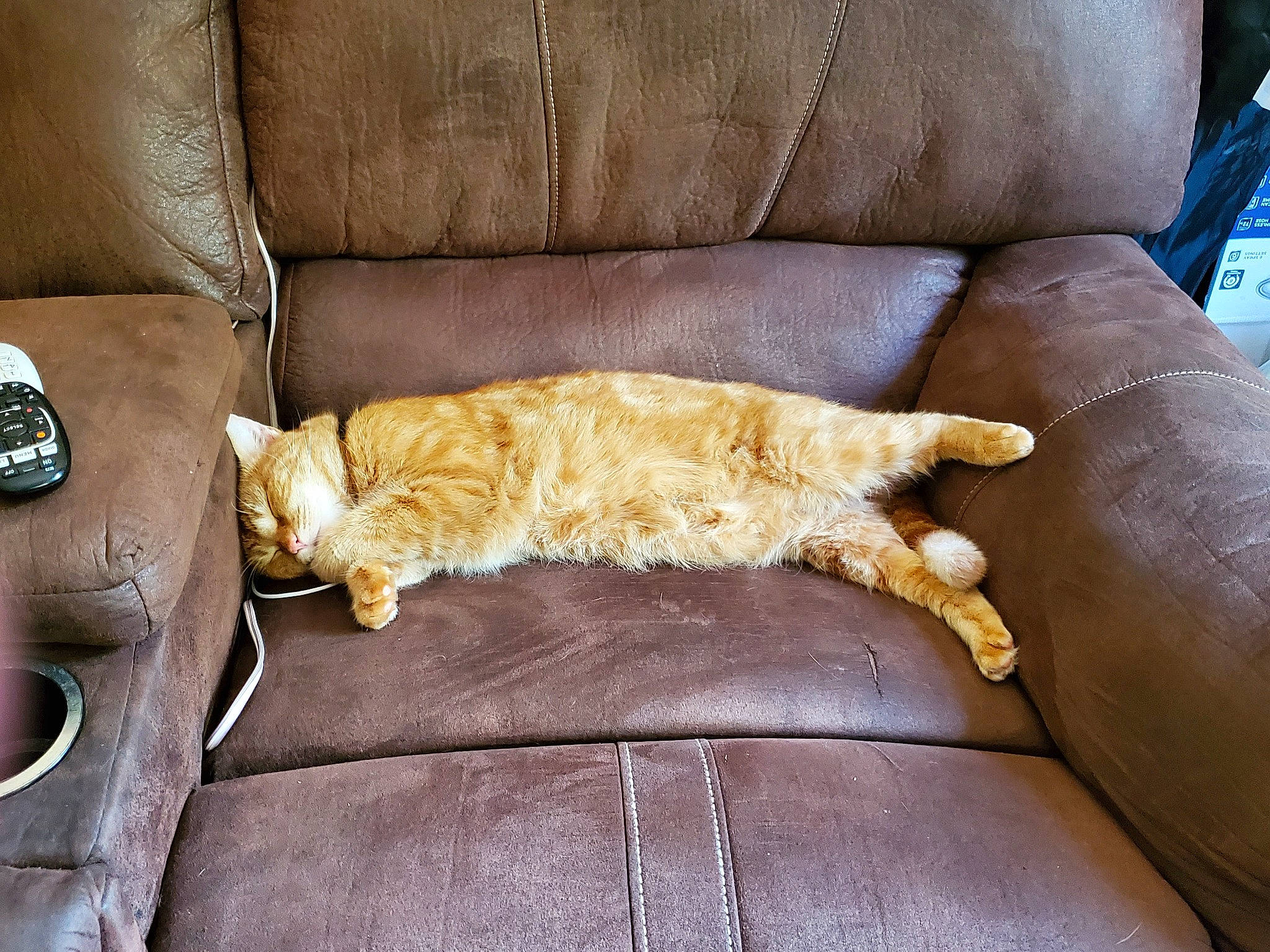 Jasper joined the competition — help win amazing prizes! carnivore, cat, claw, comfort, couch, fawn, felidae, fur, furniture, paw, small_to_medium_sized_cats, whiskers