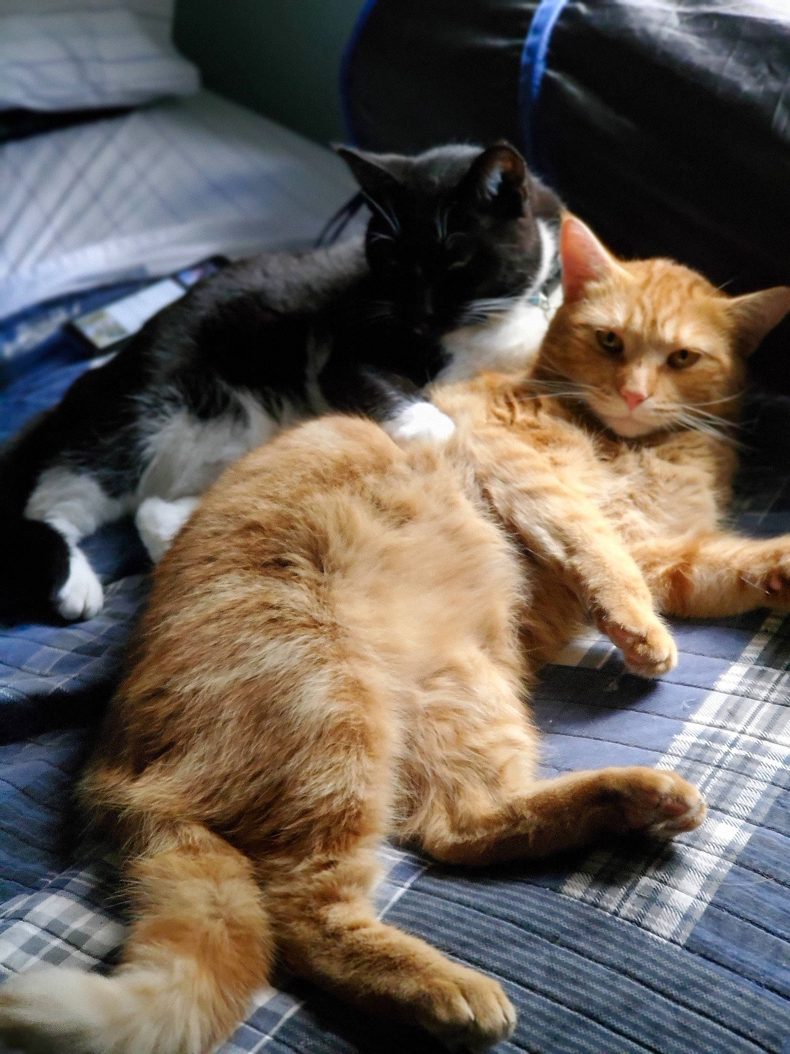 Jasper joined the competition — help win amazing prizes! asian, carnivore, cat, claw, cymric, domestic_long_haired_cat, domestic_short_haired_cat, european_shorthair, fawn, felidae, fur, german_rex, kitten, mammal, polydactyl_cat, small_to_medium_sized_cats, tabby_cat, tail, vertebrate, whiskers