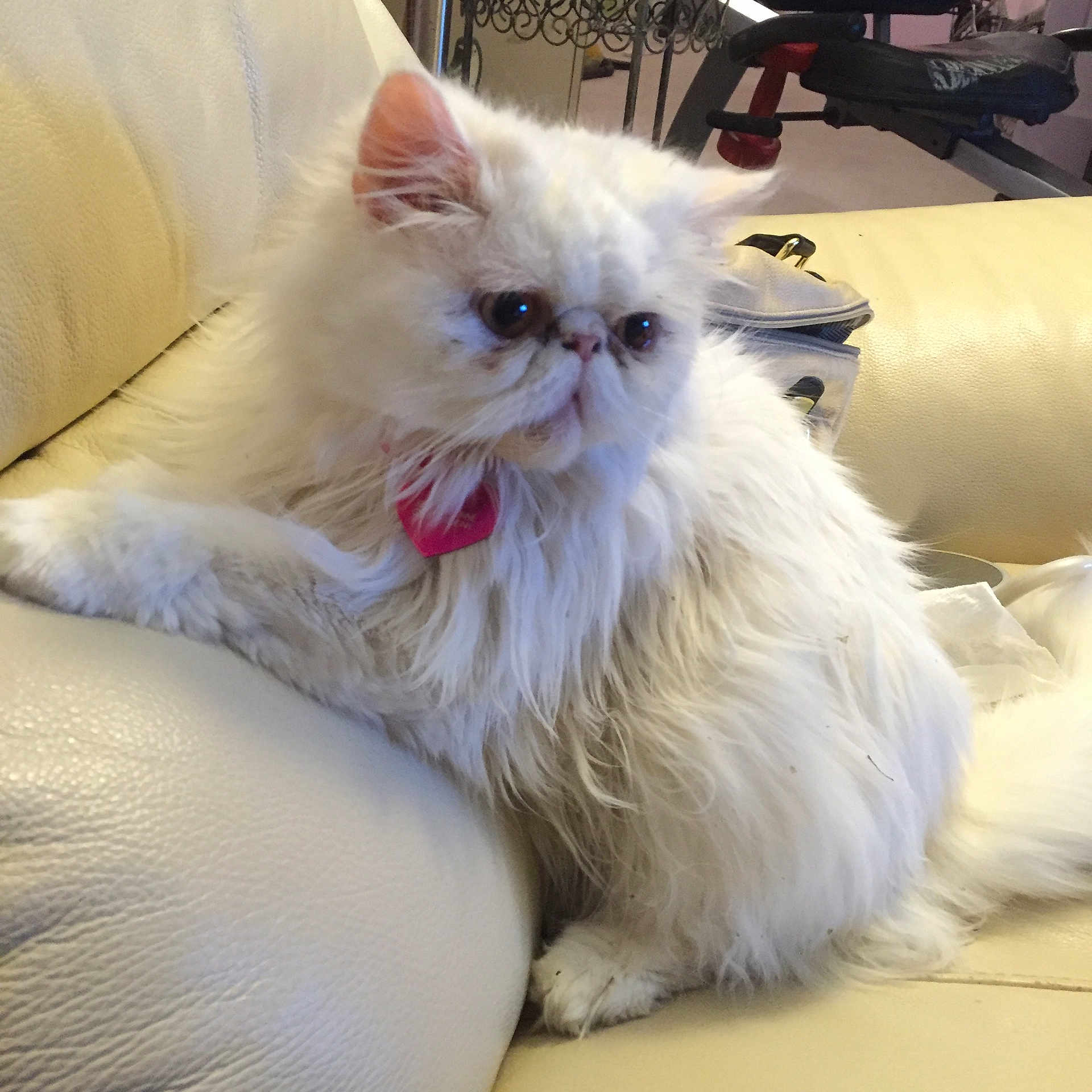 Thmelly joined the competition — help win amazing prizes! cat, fluffy, white, indoor, pet, couch, leather, relaxed, feline, animal, fur, pink_tag, sitting, household, cute, domestic, whiskers, ears, paw, side_view