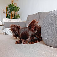 Wapa a rejoint le concours — aidez-le/la à gagner de superbes lots ! dog, chihuahua, pet, long_hair, puppy, couch, sofa, cushion, living_room, houseplant, indoor, sleepy, resting, close_up, brown_fur, ears, adorable, domestic_animal, whiskers, portrait