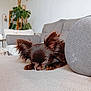 dog, chihuahua, pet, long_hair, puppy, couch, sofa, cushion, living_room, houseplant, indoor, sleepy, resting, close_up, brown_fur, ears, adorable, domestic_animal, whiskers, portrait