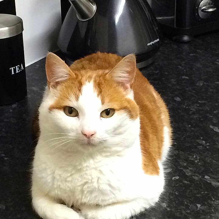 Ginge