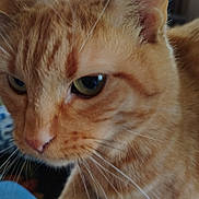 Ferrel joined the competition — help win amazing prizes! cat, orange_tabby, close_up, indoor, whiskers, green_eyes, pet, feline, curious, paw, human_leg, blurred_background, home, window, natural_light, fur, animal, mammal, domestic, companion