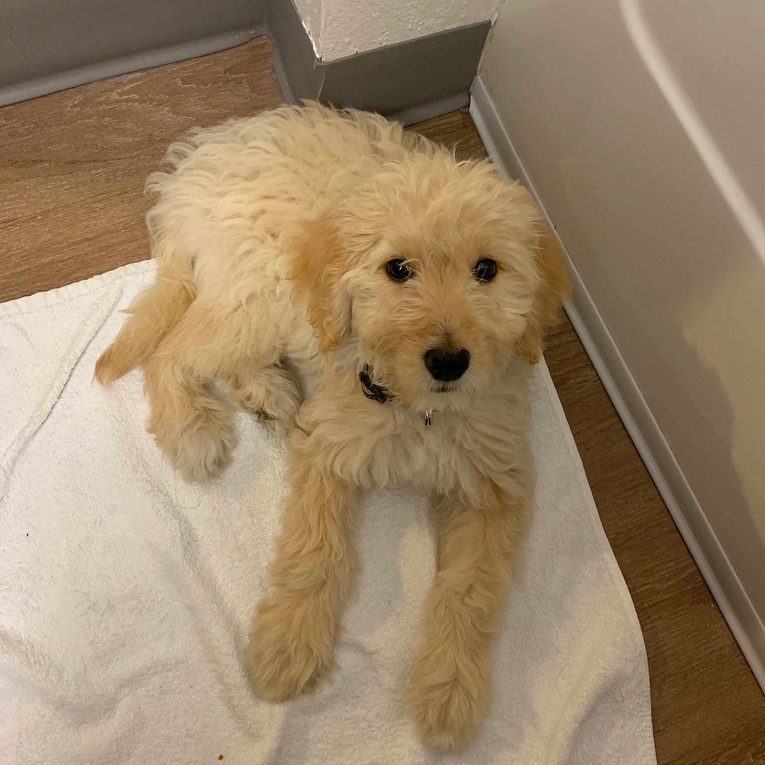 Nola joined the competition — help win amazing prizes! canidae, carnivore, cavapoo, cockapoo, companion_dog, dog, dog_breed, dutch_smoushond, goldendoodle, havanese, maltepoo, maltese, mammal, poodle, poodle_crossbreed, puppy, schnoodle, terrier, toy_poodle, vertebrate