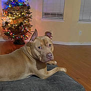 Jax is registered to the contest to win money with this photo: dog, tan_dog, cushion, indoor, hardwood_floor, christmas_tree, holiday_lights, decorated_tree, window_blinds, living_room, pet, animal, relaxed, looking_back, cozy, festive, home, furniture, wood_floor, domestic
