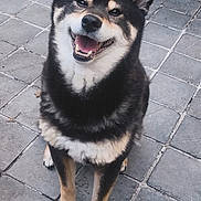 Nola participe au concours pour gagner de l'argent avec cette photo : dog, shiba_inu, smiling, happy, pet, animal, fur, black_fur, white_fur, tan_fur, sitting, outdoor, tiled_floor, paws, ears, canine, looking_up, cute, friendly, companion