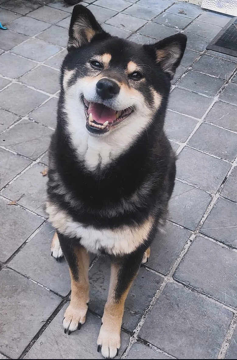 Nola participe au concours pour gagner de l'argent avec cette photo : dog, shiba_inu, smiling, happy, pet, animal, fur, black_fur, white_fur, tan_fur, sitting, outdoor, tiled_floor, paws, ears, canine, looking_up, cute, friendly, companion