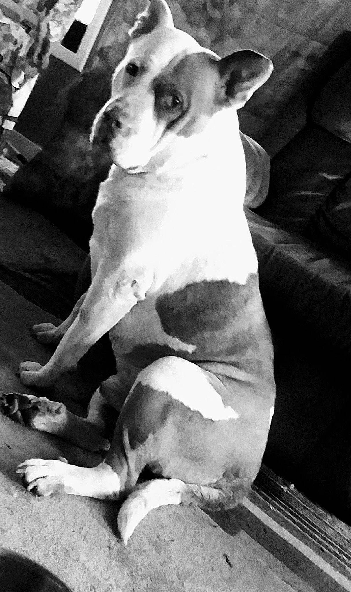 Blade is registered to the contest to win money with this photo: ancient_dog_breeds, black, black_and_white, canidae, carnivore, companion_dog, dog, dog_breed, fawn, monochrome, monochrome_photography, photograph, snout, sporting_group, style, terrestrial_animal, terrier, whiskers, white, working_animal