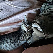 Kat is registered to the contest to win money with this photo: animal, bed, bedding, camouflage, cat, clothing, cozy, cute, fur, indoor, kitten, nap, peaceful, pet, resting, sheet, sleeping, small, tabby, young