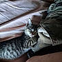 animal, bed, bedding, camouflage, cat, clothing, cozy, cute, fur, indoor, kitten, nap, peaceful, pet, resting, sheet, sleeping, small, tabby, young