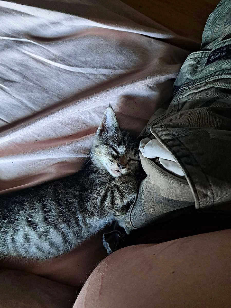 Kat