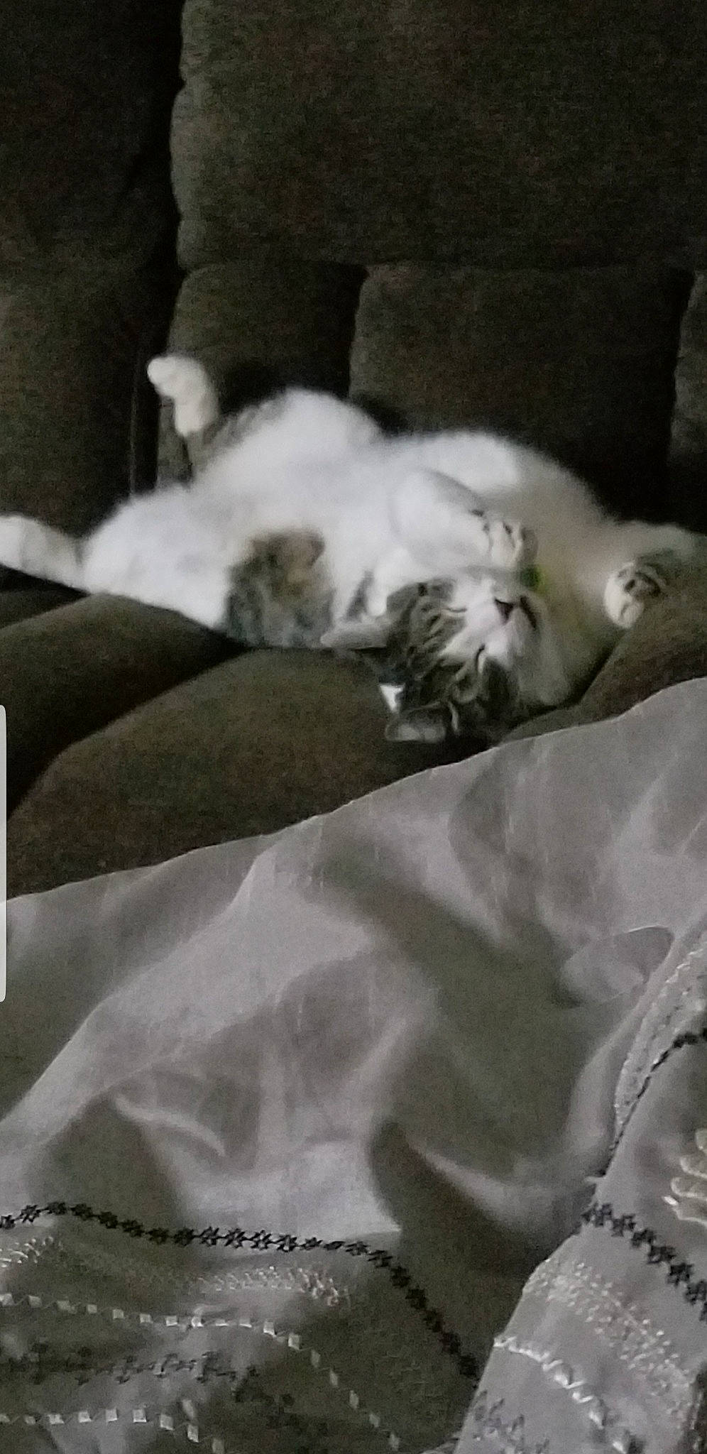 Gummy joined the competition — help win amazing prizes! bedtime, black_and_white, canidae, carnivore, cat, comfort, companion_dog, dog_breed, felidae, fur, grey, linens, monochrome_photography, nap, sleep, small_to_medium_sized_cats, white