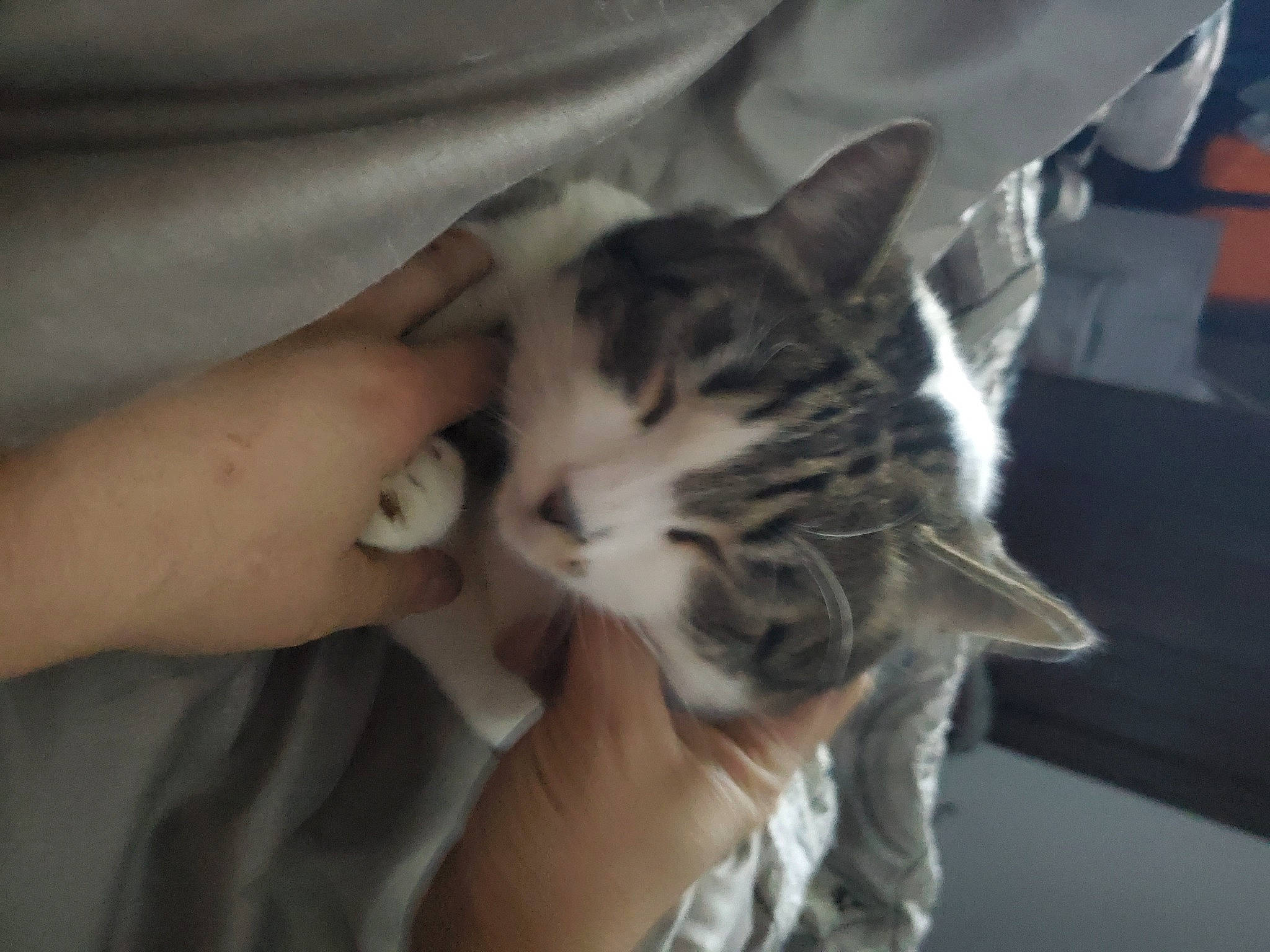 Gummy joined the competition — help win amazing prizes! carnivore, cat, domestic_short_haired_cat, felidae, finger, flesh, fur, gesture, human, joint, nail, skin, small_to_medium_sized_cats, thumb, toe, whiskers