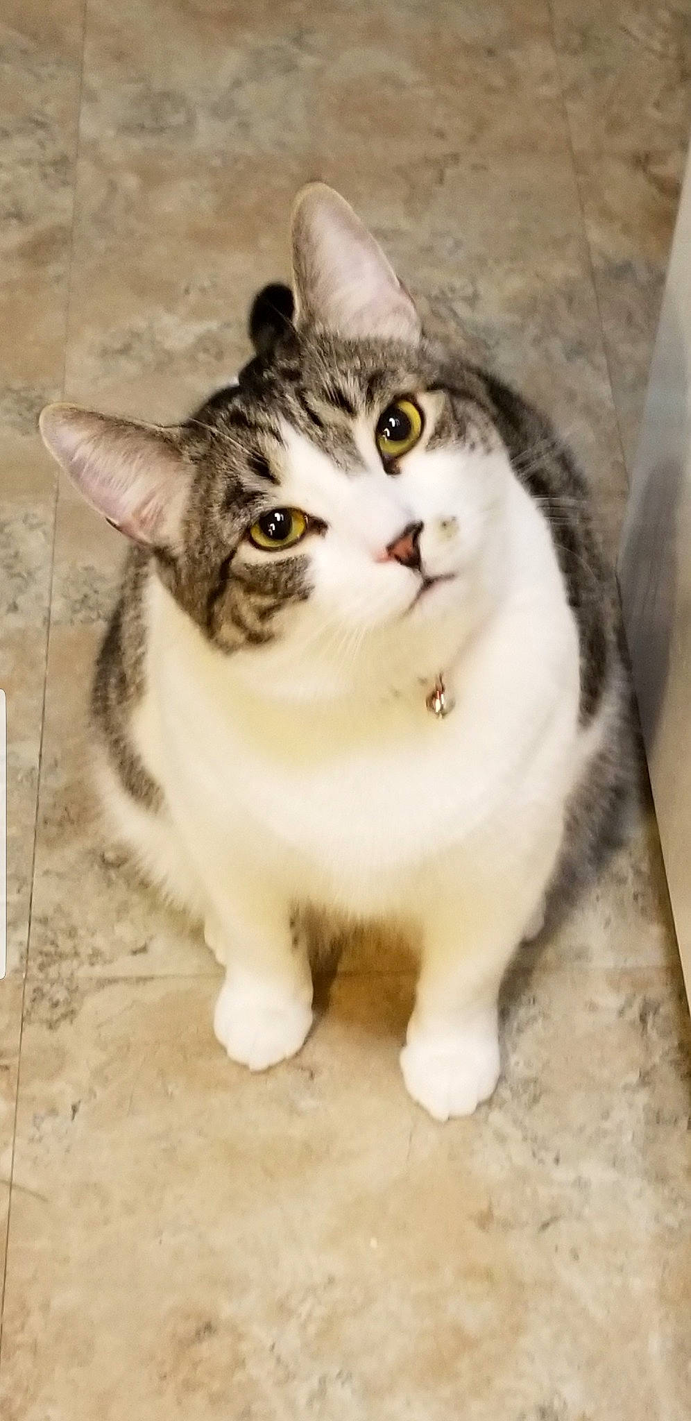 Gummy joined the competition — help win amazing prizes! carnivore, cat, ceramic, collar, domestic_short_haired_cat, felidae, fur, iris, pet_supply, small_to_medium_sized_cats, snout, tail, vertebrate, whiskers