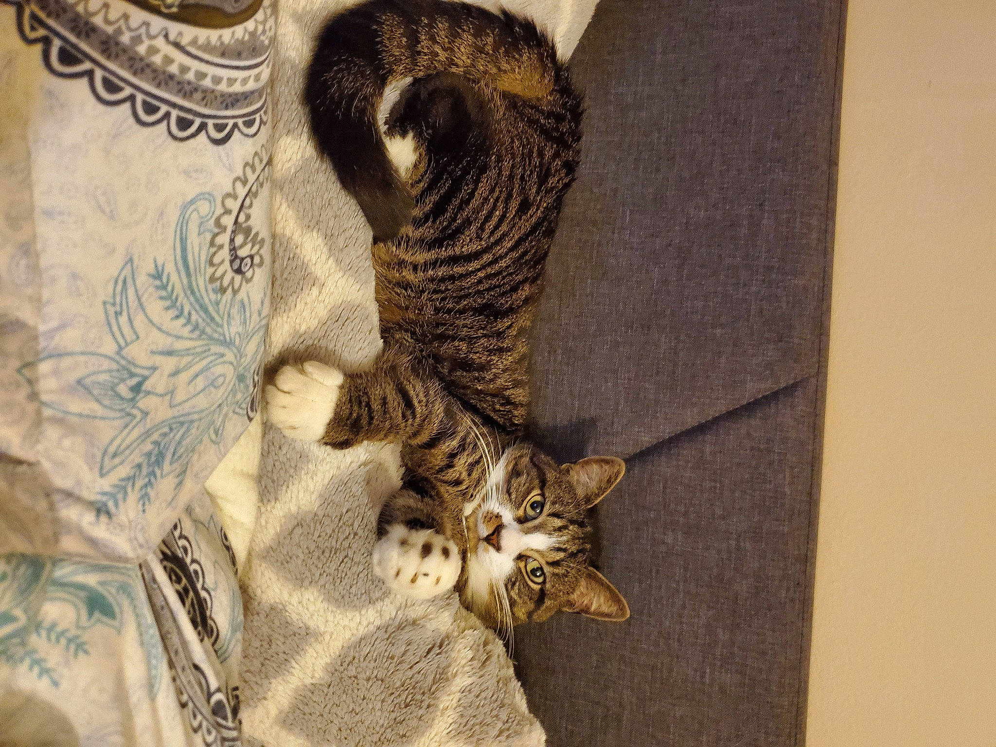 Dexter is registered to the contest to win money with this photo: carnivore, cat, domestic_short_haired_cat, felidae, fur, small_to_medium_sized_cats, snout, tabby_cat, tail, terrestrial_animal, vertebrate, whiskers