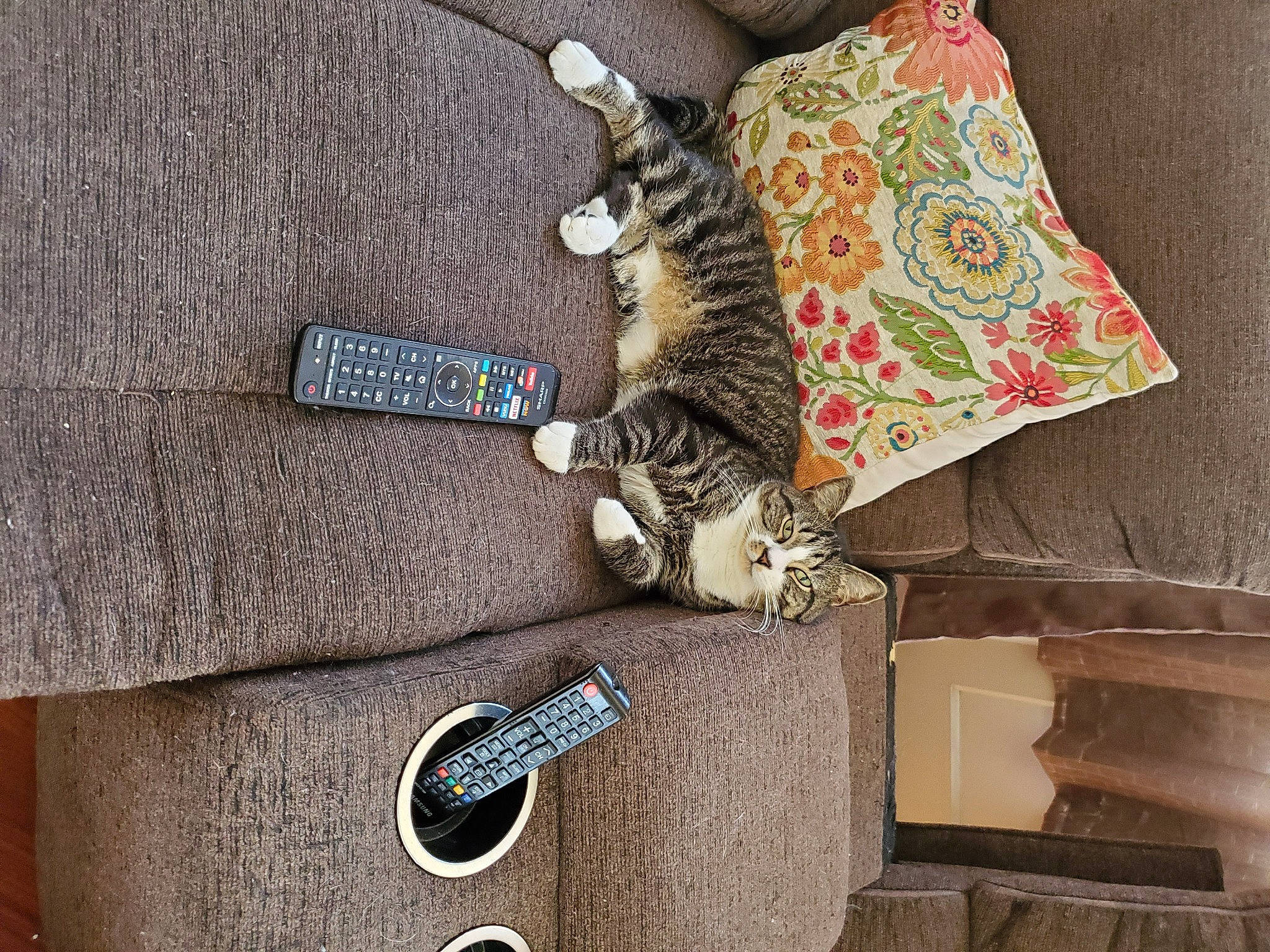 Dexter joined the competition — help win amazing prizes! carnivore, cat, cushion, domestic_short_haired_cat, felidae, guitar, guitar_accessory, home_accessories, living_room, mat, paw, small_to_medium_sized_cats, tabby_cat, tail, throw_pillow, vertebrate, whiskers