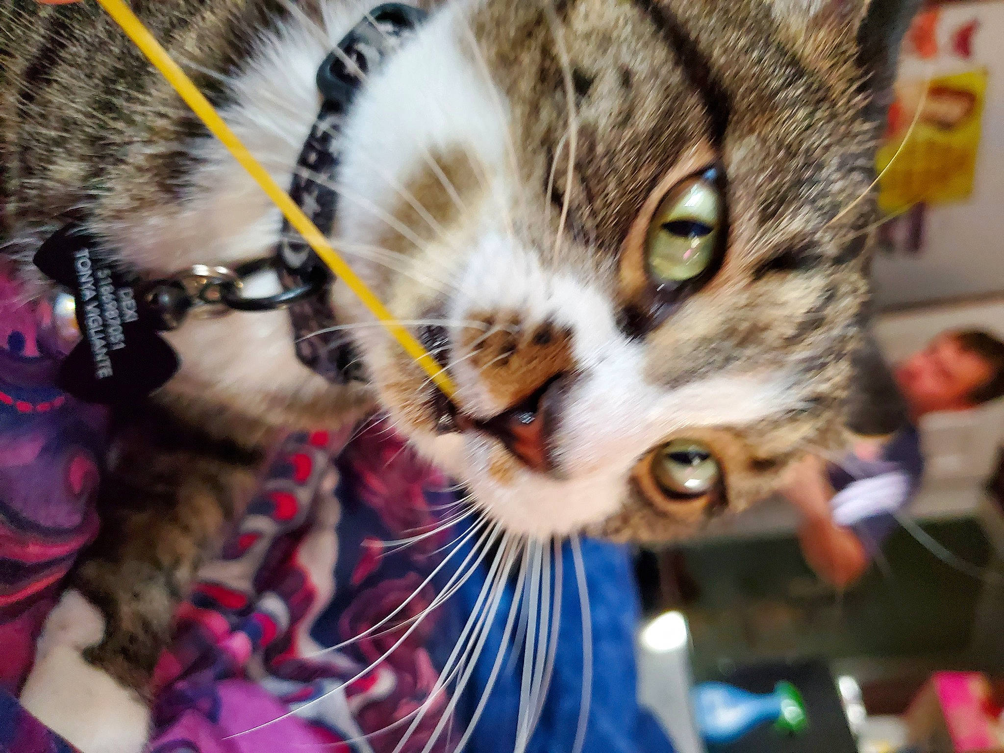 Dexter joined the competition — help win amazing prizes! carnivore, cat, collar, felidae, fur, small_to_medium_sized_cats, snout, terrestrial_animal, vertebrate, whiskers