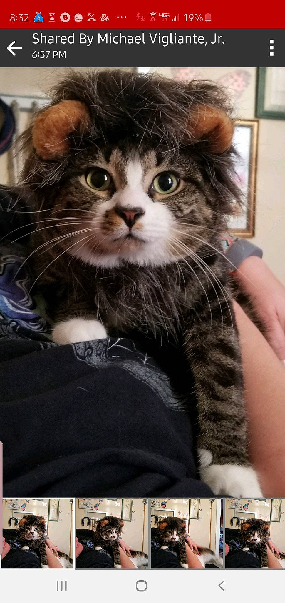 Dexter joined the competition — help win amazing prizes! carnivore, cat, domestic_short_haired_cat, felidae, fur, iris, kitten, pet_supply, photo_caption, small_to_medium_sized_cats, snout, terrestrial_animal, vertebrate, whiskers