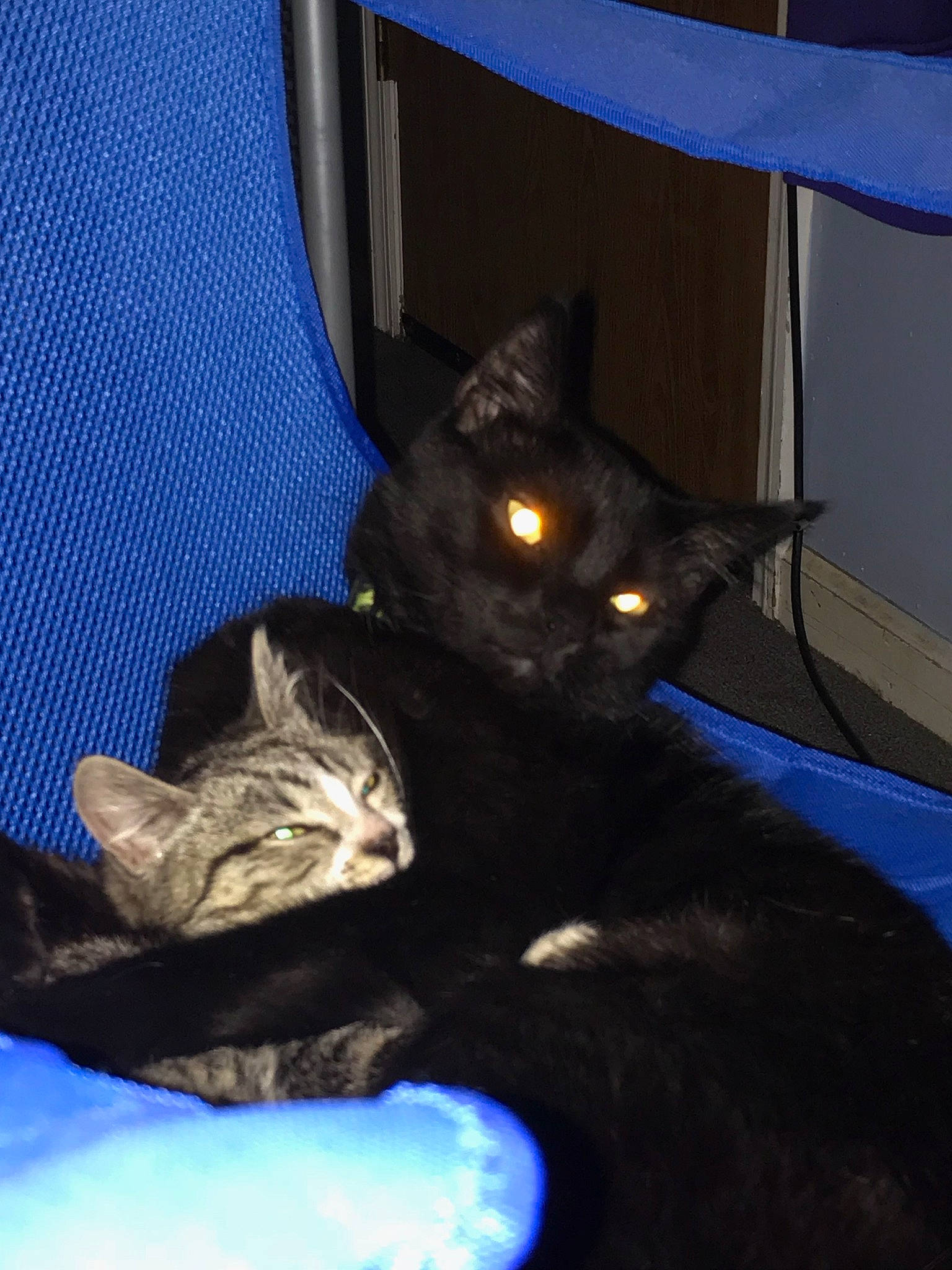 Darwin joined the competition — help win amazing prizes! black_cat, blue, carnivore, cat, comfort, domestic_short_haired_cat, electric_blue, felidae, fur, pet_supply, small_to_medium_sized_cats, snout, vertebrate, whiskers