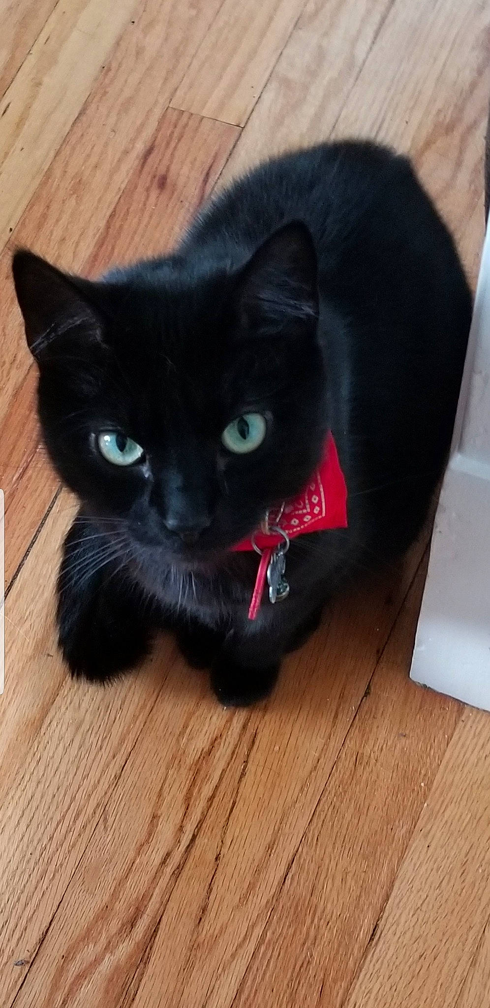 Darwin is registered to the contest to win money with this photo: black, black_cat, carnivore, cat, felidae, floor, flooring, fur, hardwood, laminate_flooring, plywood, small_to_medium_sized_cats, snout, terrestrial_animal, varnish, vertebrate, whiskers, wood, wood_flooring, wood_stain