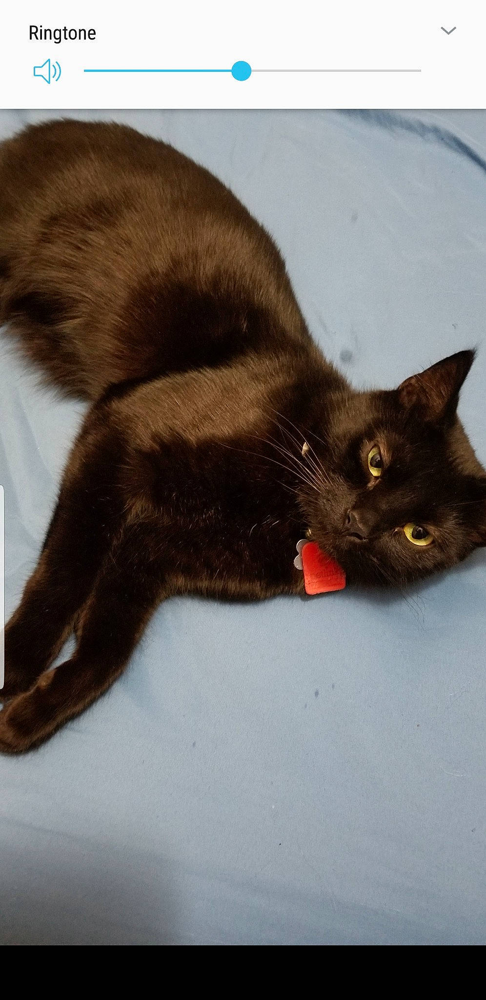 Darwin is registered to the contest to win money with this photo: black_cat, bombay, brown, carnivore, cat, claw, comfort, felidae, fur, liver, mammal, organism, paw, small_to_medium_sized_cats, snout, tail, vertebrate, whiskers