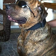 Gunnies joined the competition — help win amazing prizes! dog, sunglasses, pet, brindle_coat, sitting, indoor, wicker_chair, collar, mouth_open, close_up, portrait, table, tile_floor, furniture, relaxed, companion, household, summer_vibes, shaded_eyes, friendly