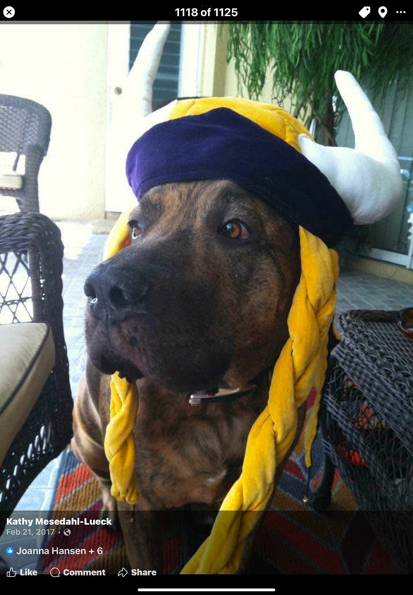 Gunnies joined the competition — help win amazing prizes! dog, pet, brindle, viking_hat, costume, braid, patio, wicker_chair, rattan_table, potted_plant, doorway, porch, close_up, portrait, brown_fur, collar, big_nose, eyes, rug, playful